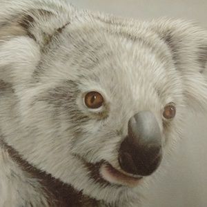 Koala By Harold Rigsby 407/500 Signed
